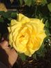 Côte d’Azure rose photo