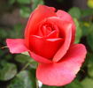 Ambassador (hybrid tea, Hjermind rose photo