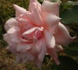 Countess of Derby rose photo