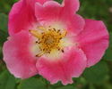 Dapple Dawn rose photo