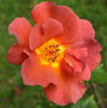 Edith Holden rose photo