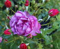 New Age rose photo