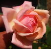 William F. Dreer (pernetiana, Howard rose photo