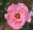 My Desire rose photo