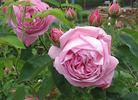 La Noblesse (Centifolia, Pastoret/Soupert rose photo