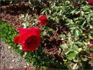 La Marseillaise ® rose photo
