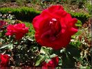 La Marseillaise ® rose photo
