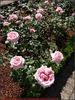 Heriflor rose photo