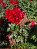 Mathias Meilland ® rose photo