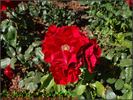 Mathias Meilland ® rose photo
