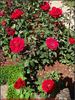 Charlotte Rampling ® rose photo