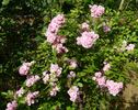 Bonny ® rose photo