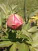 Old Rose Dandy peony photo