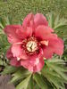 Old Rose Dandy peony photo