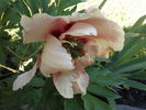 Old Rose Dandy peony photo