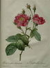 <i>Rosa centifolia anemonoides</i> rose photo