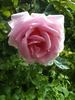 Mrs. Robert Garrett rose photo