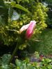 Mrs. Robert Garrett rose photo