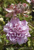Denny's Double clematis photo