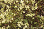 <i>C. foetida</i> Raoul clematis photo