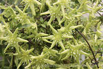 Hookeriana clematis photo