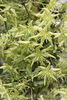 Hookeriana clematis photo
