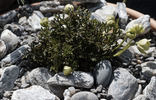 C. marmoraria clematis photo
