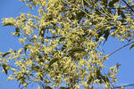 C. petriei clematis photo