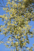 C. petriei clematis photo