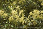 C. petriei clematis photo