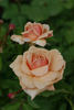Emi rose photo
