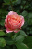 Romantic Antike Freelander rose photo