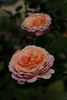 Romantic Antike Freelander rose photo