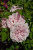 William C. Egan rose photo