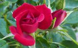 Love 'Ya Dad rose photo