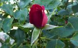 Love 'Ya Dad rose photo