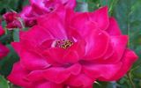 Love 'Ya Dad rose photo