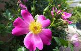 Carlin's Rhythm rose photo