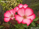 Pretty Kiss rose photo