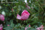 <i>Rosa virginiana plena</i> rose photo