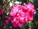 Priscilla Burton ® rose photo