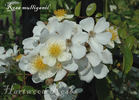 R. mulliganii rose photo
