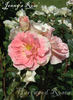 Jenny's Rose rose photo
