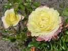 Rose der Hoffnung rose photo