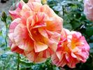 Arpege rose photo