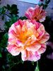 Arpege rose photo