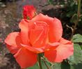 Sundowner rose photo
