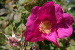 Cibles rose photo