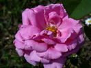 Kralj Alexander I rose photo