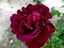 Eugénie Guinoisseau rose photo